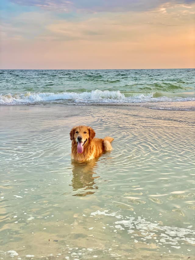 An image showing a golden retriever